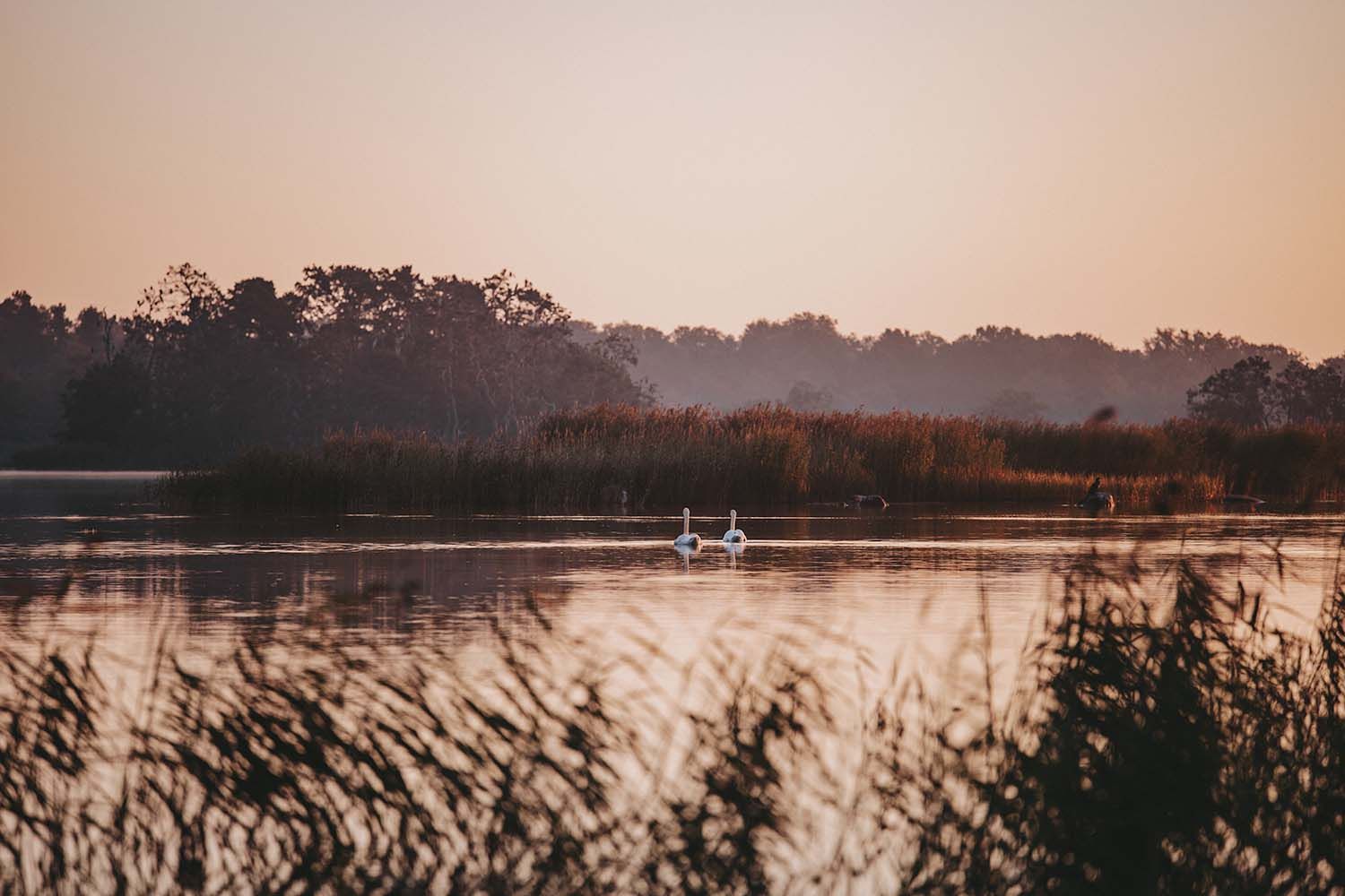 Jedermannsrecht Schweden Naturshot Schwaene