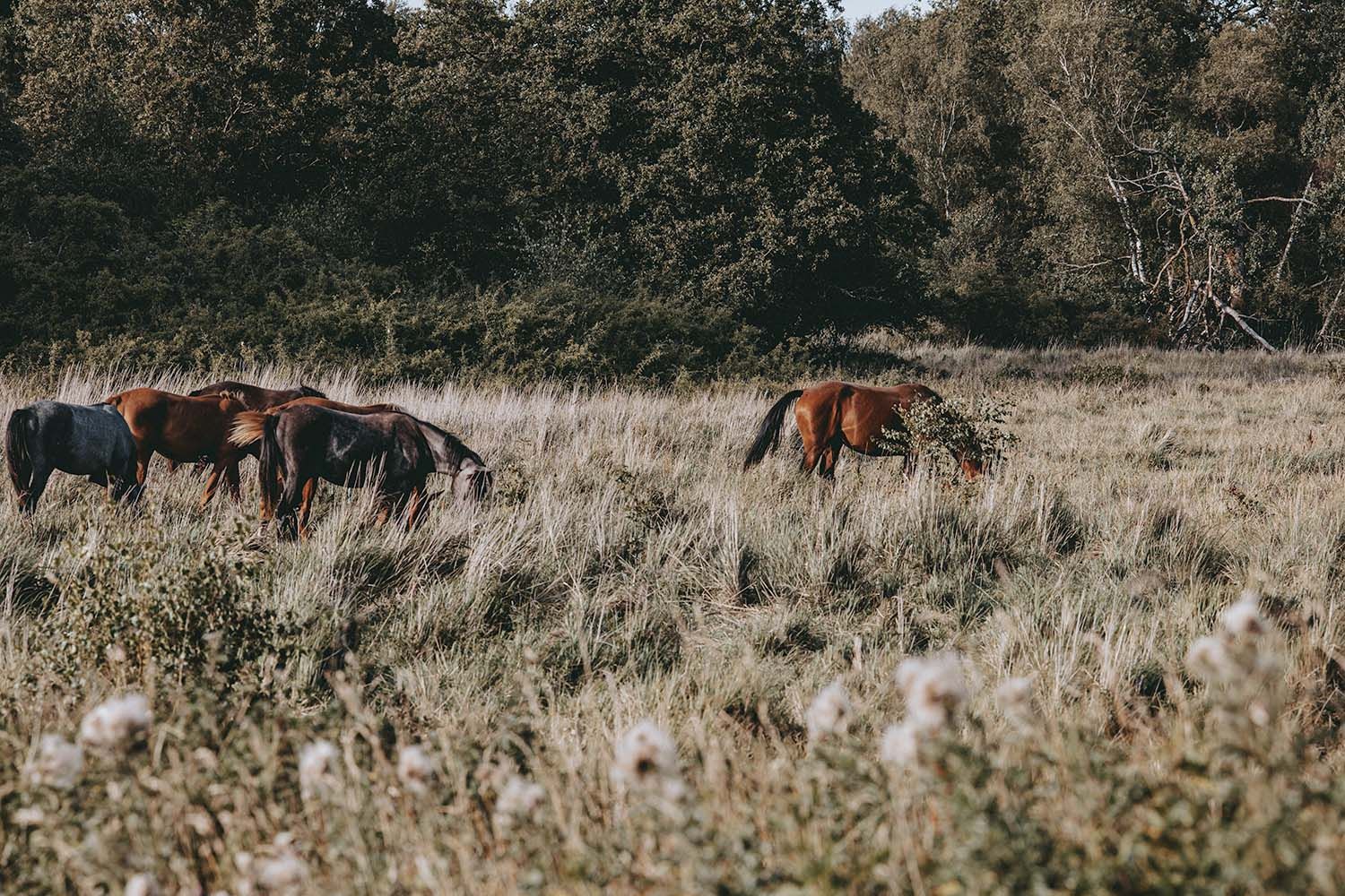 Jedermannsrecht Schweden Naturshot Pferde