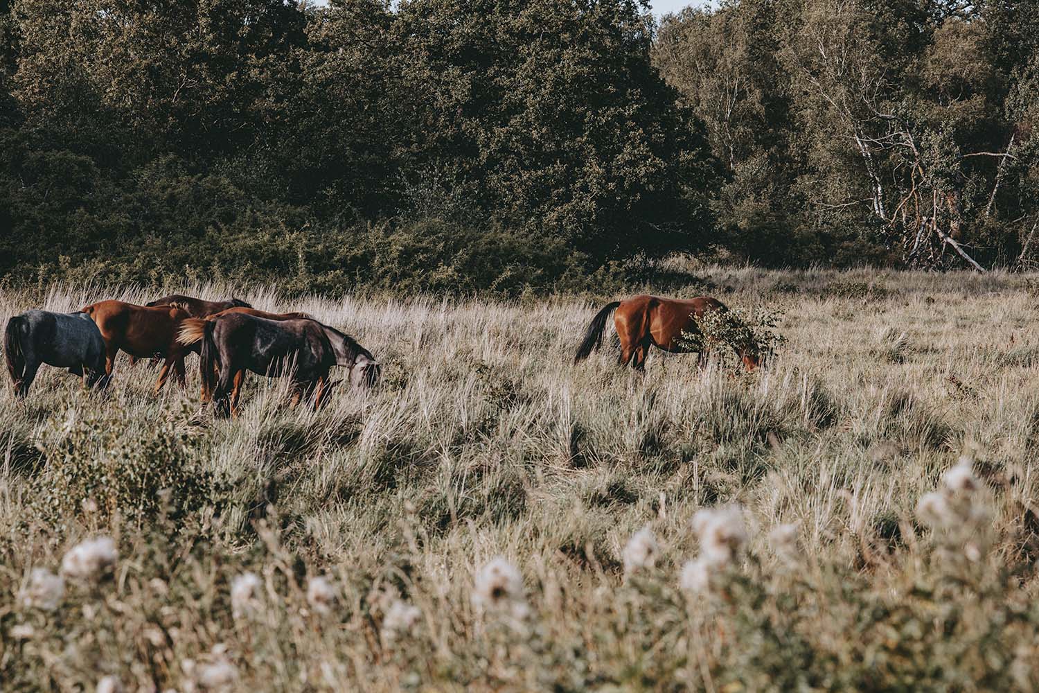 Jedermannsrecht Schweden Naturshot Pferde