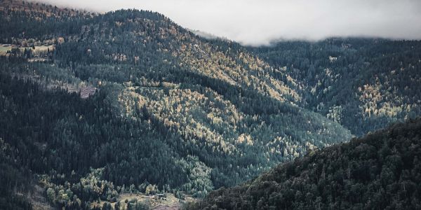 Rondane Nationalpark Wald scaled