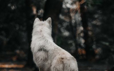 tvshows post the night watch s03e01 intro