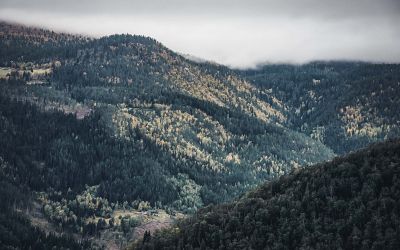 Rondane Nationalpark Wald scaled